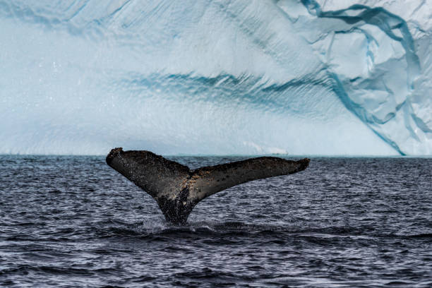 istock Tail of a humpback whale in the Antarctic 2060111308