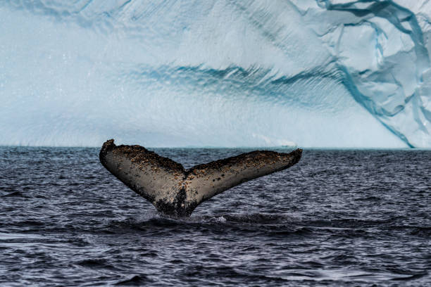 istock Tail of a humpback whale in the Antarctic 2060111314