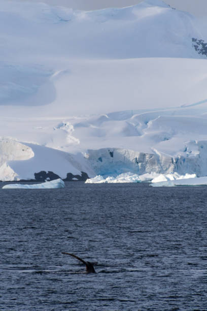 istock Tail of a humpback whale in the Antarctic 2060111844