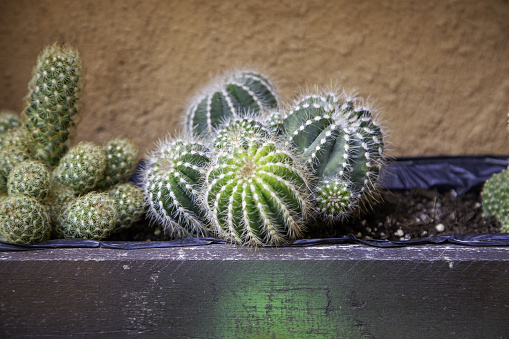 Detail of desert plants in a house, nature