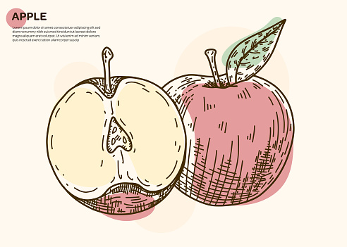 Apple sketch style vector illustration isolated on cream color background