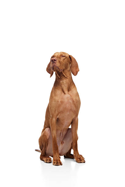 istock Young pet, Hungarian Vizsla sitting, posing with closed eyes against white studio background. Dog looks healthy and well groomed. 2060124697
