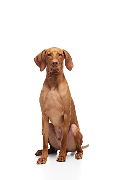 istock Young pet, Hungarian Vizsla sitting, posing looking at camera against white studio background. Dog looks healthy and well groomed. 2060124711