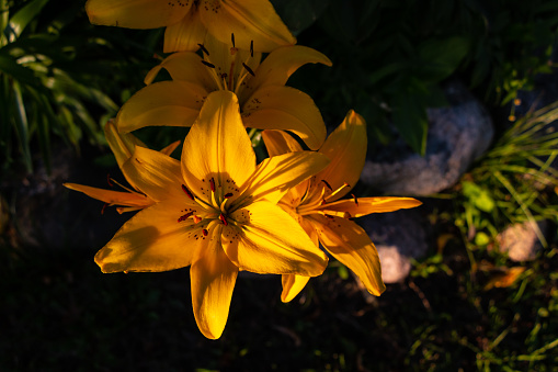 Yellow lily (isolated, with copy space)