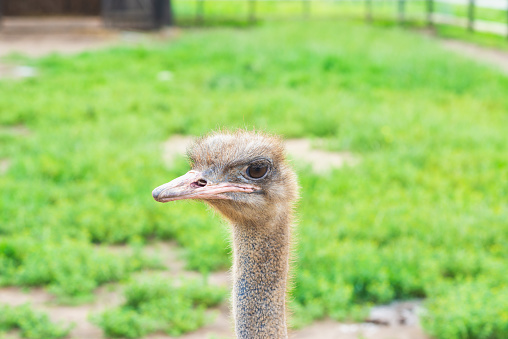 Portrait of an ostrich with big eyes pink beak against blurred green background. Big bird on the farm on a sunny summer day. Ostrich head closeup.Copy space.