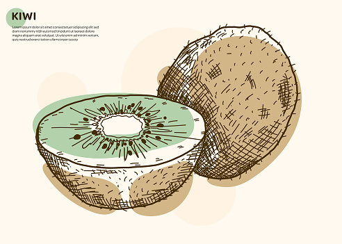 Kiwi fruit sketch style vector illustration isolated on cream color background