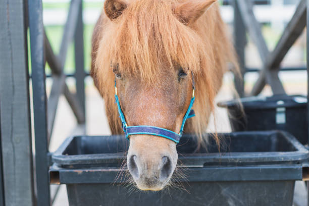 brow miniature horse pony head closeup. summer warm day outdoors. - 3383 photos et images de collection