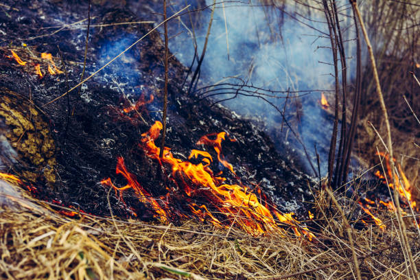 istock From the burning of dry grass, insects, hedgehogs, and rabbits are killed 2060128621