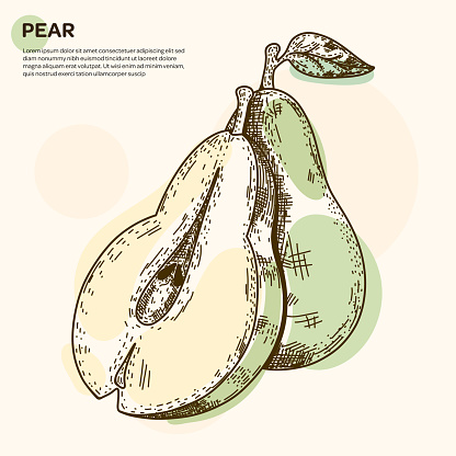 Pear sketch style vector illustration isolated on cream color background