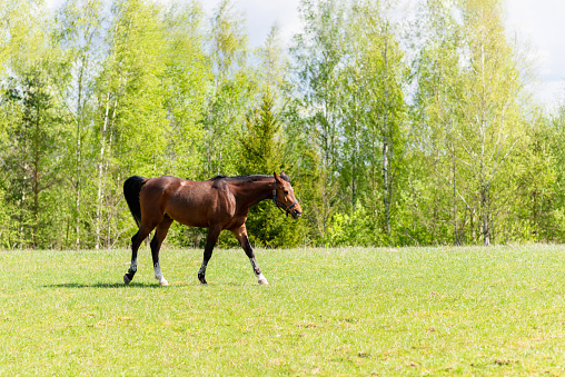 Two brown horses on pasture in morning sunlight and fog in autumn