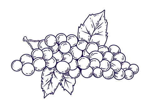 Grape  Sketch style vector illustration isolated on white background