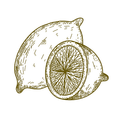 Lemon Sketch style vector illustration isolated on white background
