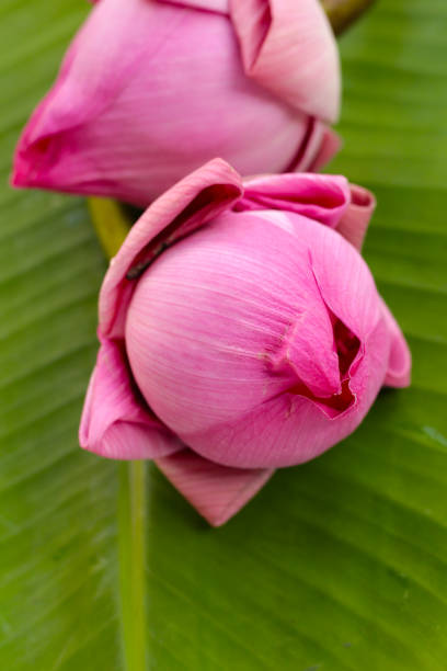Pink lotus flowers for worshiping Buddha