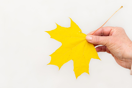 Middle aged woman hand holding yellow maple leaf on white gray background.Closeup.Copy space.
