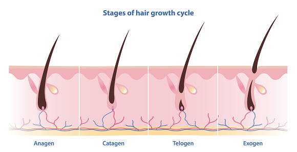 Stages of hair growth cycle vector illustration isolated on white background. Hair grows in four distinct stages. Anagen, growing phase. Catagen, transition phase. Telogen, resting phase. Exogen, shedding phase.