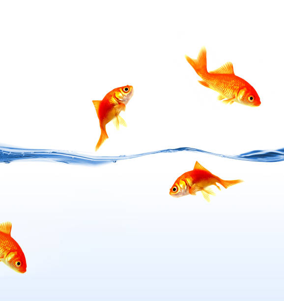 Goldfish in different positions swimming around isolated on a white background