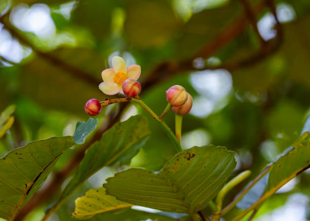istock Dillenia triquetra (Rottb.) Gilg. - Flower (Native to Madagascar & Sri Lanka) 2060171317