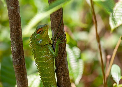 Sinharaja Forest Reserve, Sabaragamuwa and Southern Provinces, Sri Lanka