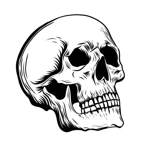 Vector illustration of Engraving of Skull drawing in a vintage retro woodcut etched style. Black and white ink Sketch of human Skull isolated on white background. Monochrome vector illustration