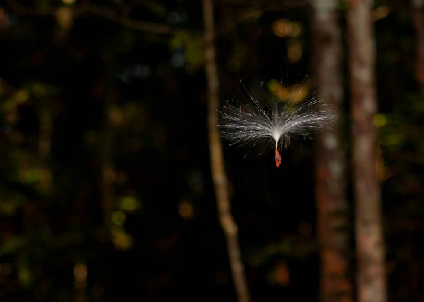 Sinharaja Forest Reserve, Sabaragamuwa and Southern Provinces, Sri Lanka