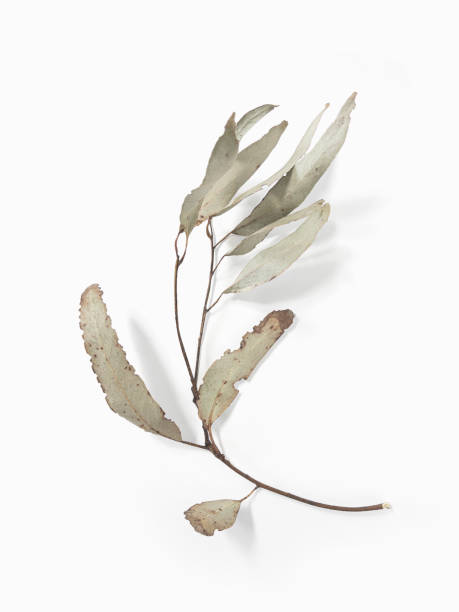 istock Eucalyptus branch dry leaves on white background with shadows. Minimal style design 2060198557