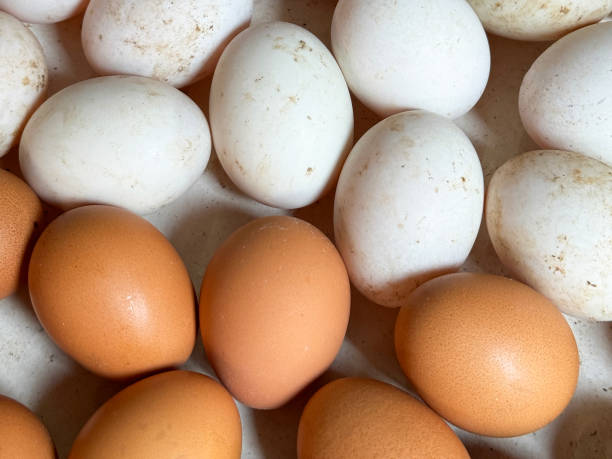 istock Full frame image of batch mixed coloured organic chicken eggs, dirty white and brown shelled eggs, white background, elevated view 2060233731