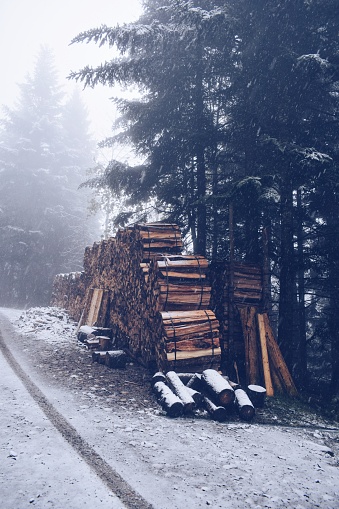 logs cut and piled on a lost road in Switzerland. On Burgenstock Mountain on November 18, 2019