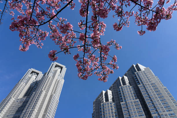 Cherry blossoms in Shinjuku Central Park and Tokyo Metropolitan Government Building (Shinjuku-ku, Tokyo) On a sunny day in February 2024, cherry blossoms in Shinjuku Central Park and the Tokyo Metropolitan Government Building in the Nishi-Shinjuku high-rise building district of Shinjuku-ku, Tokyo. ちやほや stock pictures, royalty-free photos & images