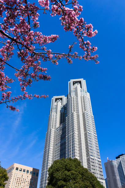 Cherry blossoms in Shinjuku Central Park and Tokyo Metropolitan Government Building (Shinjuku-ku, Tokyo) On a sunny day in February 2024, cherry blossoms in Shinjuku Central Park and the Tokyo Metropolitan Government Building in the Nishi-Shinjuku high-rise building district of Shinjuku-ku, Tokyo. ちやほや stock pictures, royalty-free photos & images