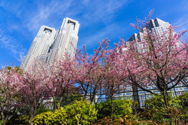 Cherry blossoms in Shinjuku Central Park and Tokyo Metropolitan Government Building (Shinjuku-ku, Tokyo) On a sunny day in February 2024, cherry blossoms in Shinjuku Central Park and the Tokyo Metropolitan Government Building in the Nishi-Shinjuku high-rise building district of Shinjuku-ku, Tokyo. ちやほや stock pictures, royalty-free photos & images