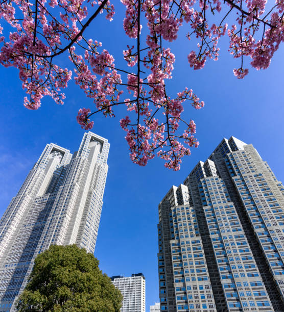Cherry blossoms in Shinjuku Central Park and Tokyo Metropolitan Government Building (Shinjuku-ku, Tokyo) On a sunny day in February 2024, cherry blossoms in Shinjuku Central Park and the Tokyo Metropolitan Government Building in the Nishi-Shinjuku high-rise building district of Shinjuku-ku, Tokyo. ちやほや stock pictures, royalty-free photos & images