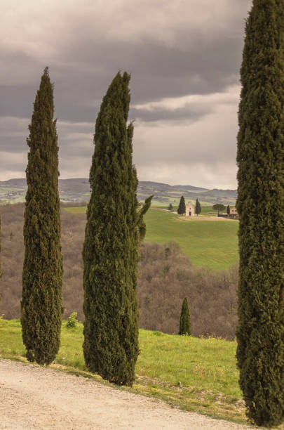 rural scenary in tuscany rural scenary in tuscany with cypress tree and church crete senesi stock pictures, royalty-free photos & images