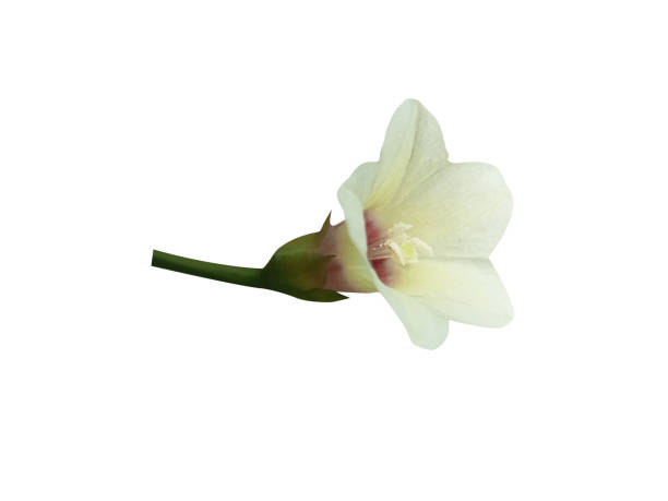 istock Merremia or woodroses 2060251645