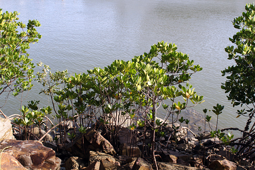 Mangrove trees growing in a rocky coastal habitat next to the ocean
