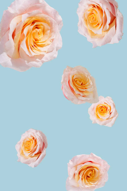 istock Pink yellow roses falling against blue background. Blossom spring concept. 2060257702