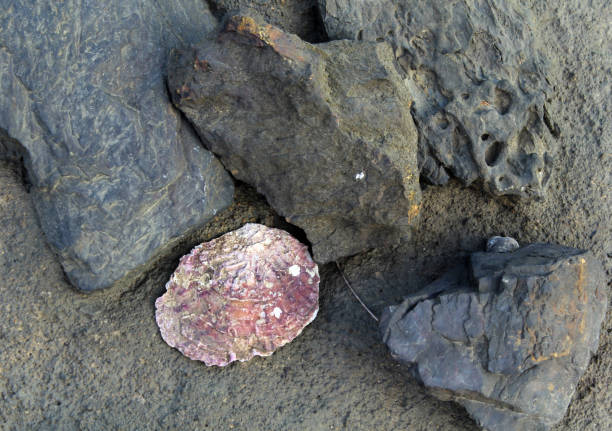 Close up of a topshell on a shale rock, with quartz banding.  Selective focus.