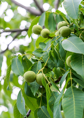 A Bountiful Tree Laden With Luscious, Plentiful, and Verdant Fruit. A tree filled with lots of green fruit