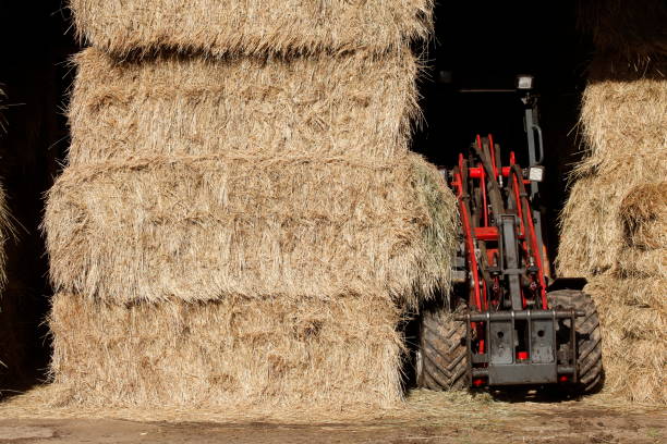 LUANNAN COUNTY, China - March 1, 2022: Farmers drive vehicles to transport straw bales on a farm, North China