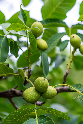 A Lush Tree Laden With Abundant, Verdant Fruits. A tree filled with lots of green fruit