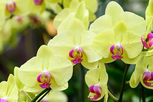 Beautiful yellow pink Phalaenopsis orchid blossom in ornamental garden, Spring and summer season