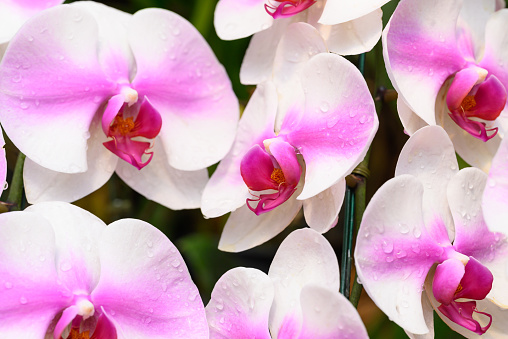 Beautiful pink white Phalaenopsis orchid blossom in ornamental garden, Spring and summer season