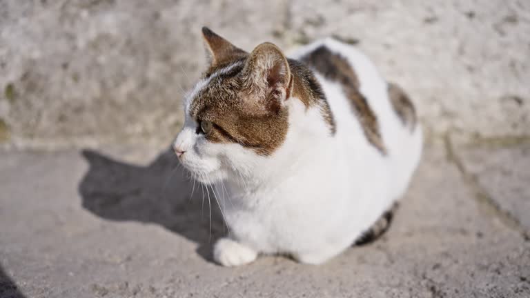 A serene cat lounges on a sunlit urban sidewalk, showcasing the peaceful coexistence of wildlife and city life.