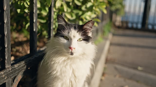 A black and white cat sitting by a fence on a sunny, urban sidewalk, surrounded by lush foliage.