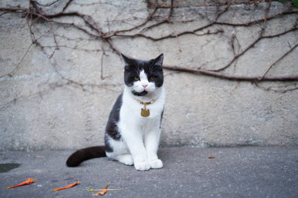 Tabby cat sitting on the ground
