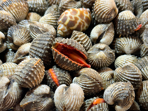 Stock photo showing close-up, elevated view of a tray of freshly caught pile of shellfish, sweet Asean tiger clams (sea welks) and cockles in crushed ice, which is keeping them chilled and fresh before being sold at the fish market fishmongers.