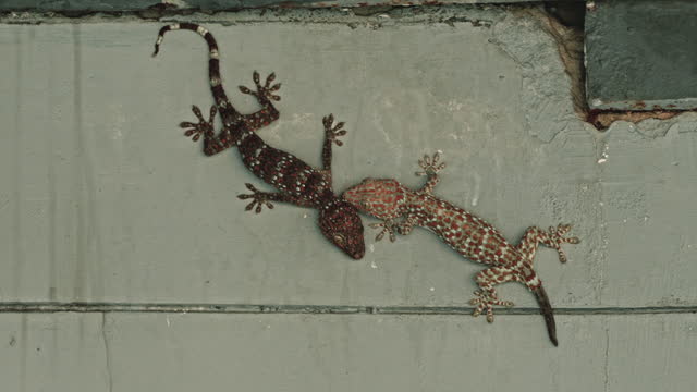 Two Tokay gecko from above