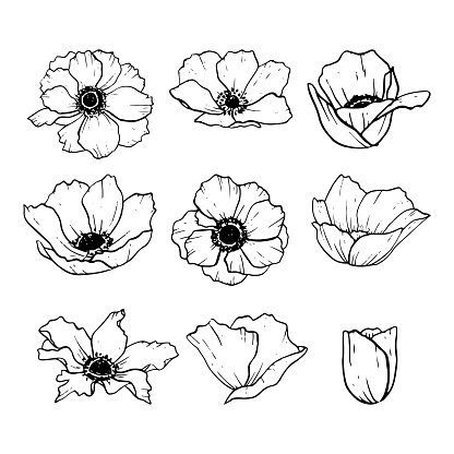 Vector anemones flowers illustration set. Meadow wildflower poppies blossom line black and white line drawing collection for spring designs.