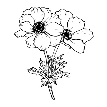 Poppies flowers bouquet vector illustration. Field wildflowers for spring floral wedding design and coloring books.