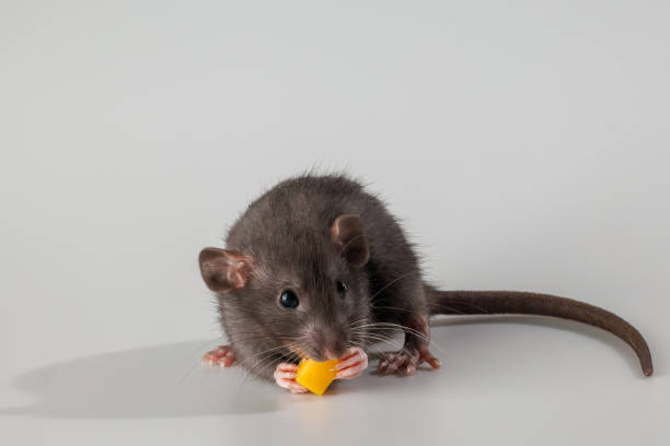 istock A black-haired rat eats cheese. Rodent isolated on a gray background. Animal portrait for cutting and lettering 2060319340