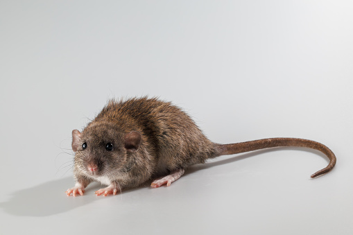 Agouti-colored rat. Rodent isolated on a gray background. Animal portrait for cutting.